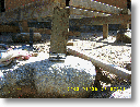 rock deck03.gif